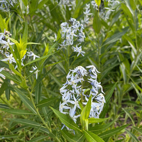 Blaustern-Weideblättrige Amsonie - Amsonia tabernaemontana var. salicifolia - Willemse