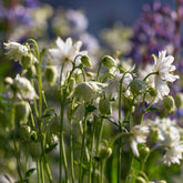Kurzspornige Akelei Green Apples - Aquilegia vulgaris stellata Green Apples - Willemse