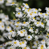Kissen-Aster Snow Sprite - Aster dumosus schneekissen - Willemse
