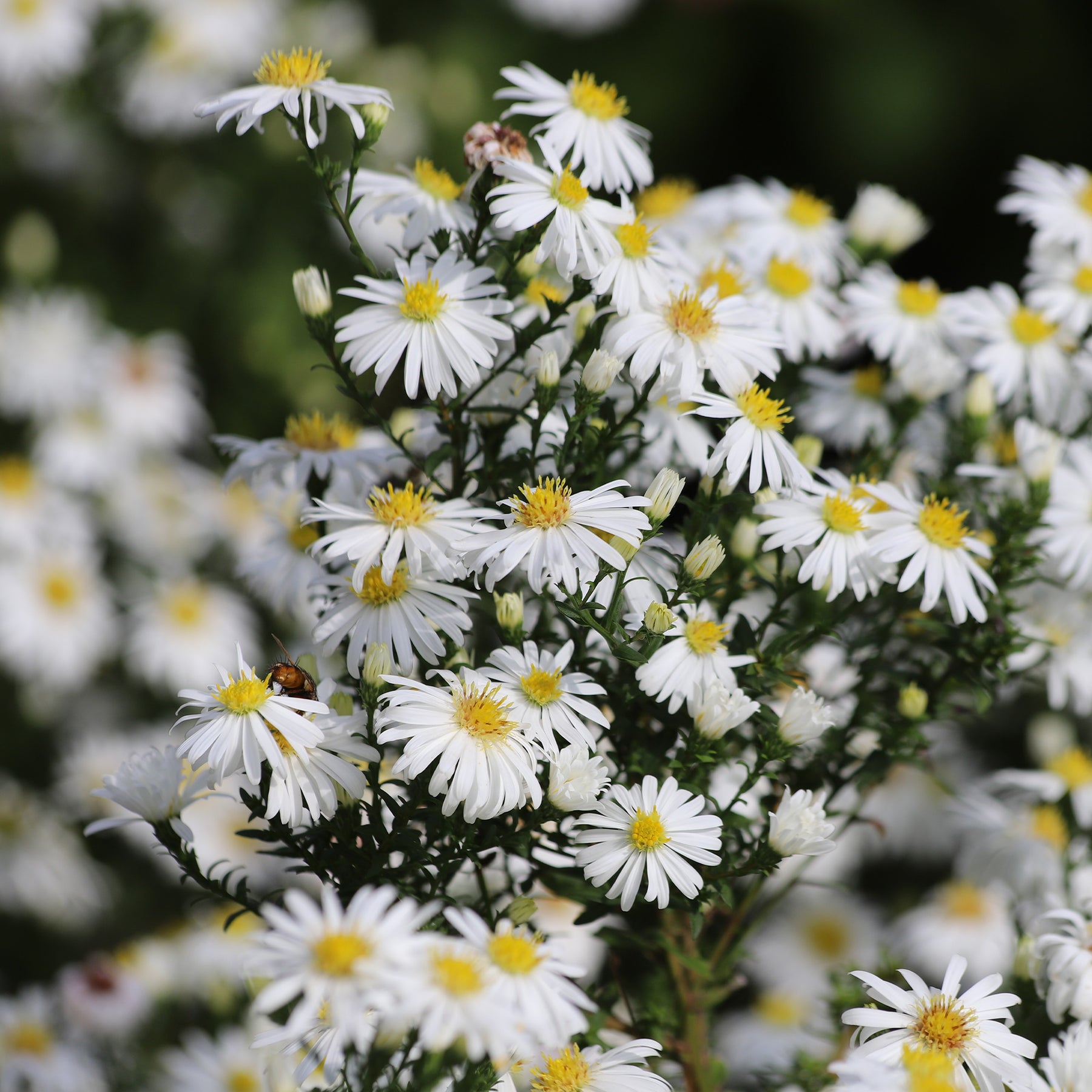 Kissen-Aster Snow Sprite - Aster dumosus schneekissen - Willemse
