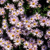 Kissen-Aster 'Silberblaukissen' - Willemse