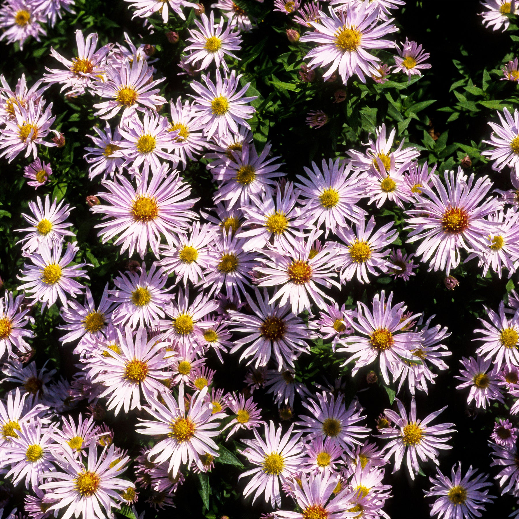 Kissen-Aster 'Silberblaukissen' - Willemse
