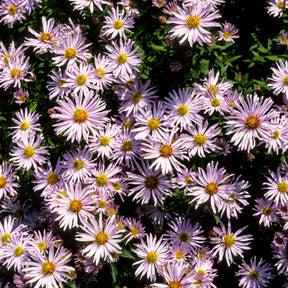 Kissen-Aster 'Silberblaukissen' - Willemse