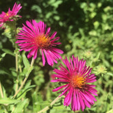 Raublatt-Aster ‘Septemberrubin’ - Aster novae-angliae septemberrubin - Willemse