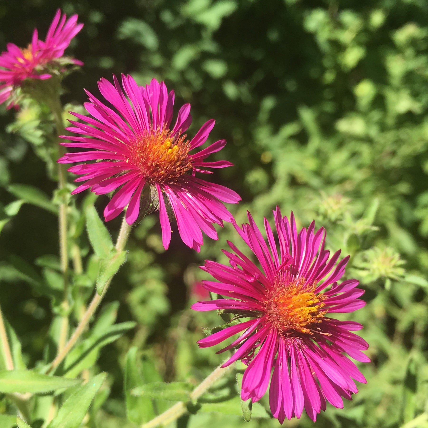 Raublatt-Aster ‘Septemberrubin’ - Aster novae-angliae septemberrubin - Willemse