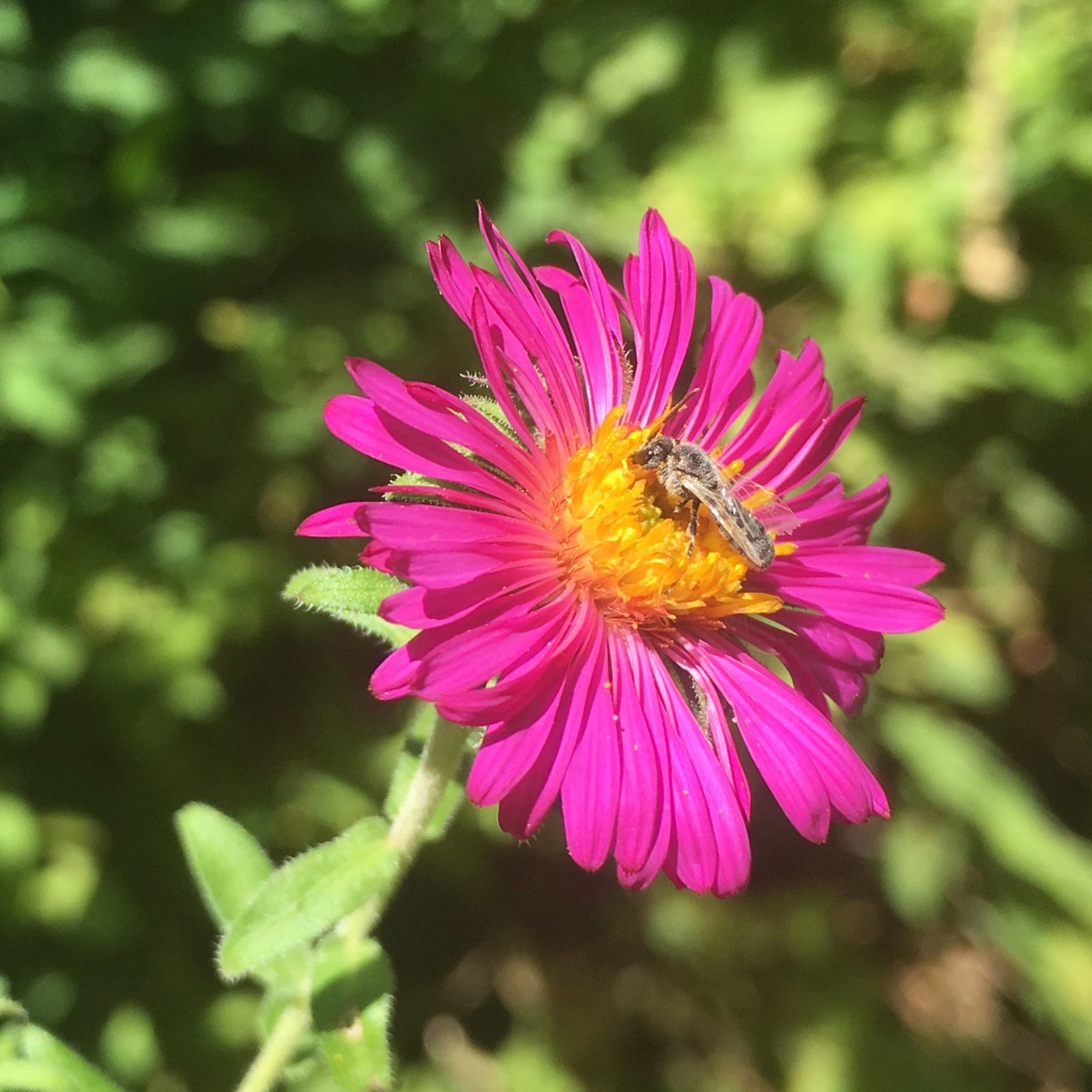 Raublatt-Aster ‘Septemberrubin’ - Willemse