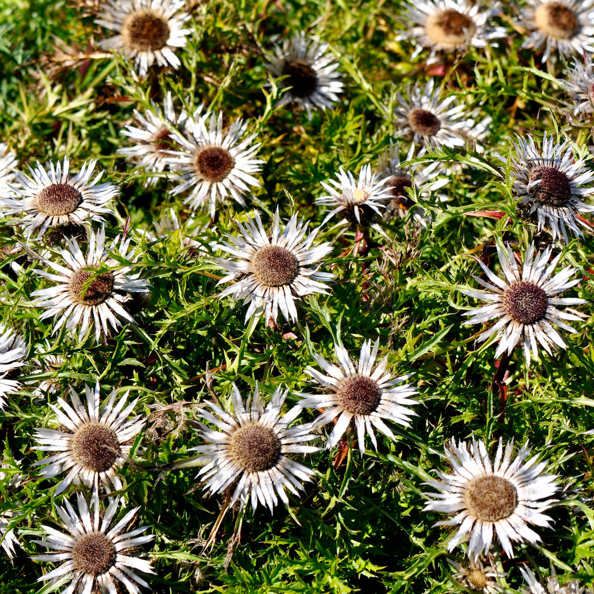 Silberdistel