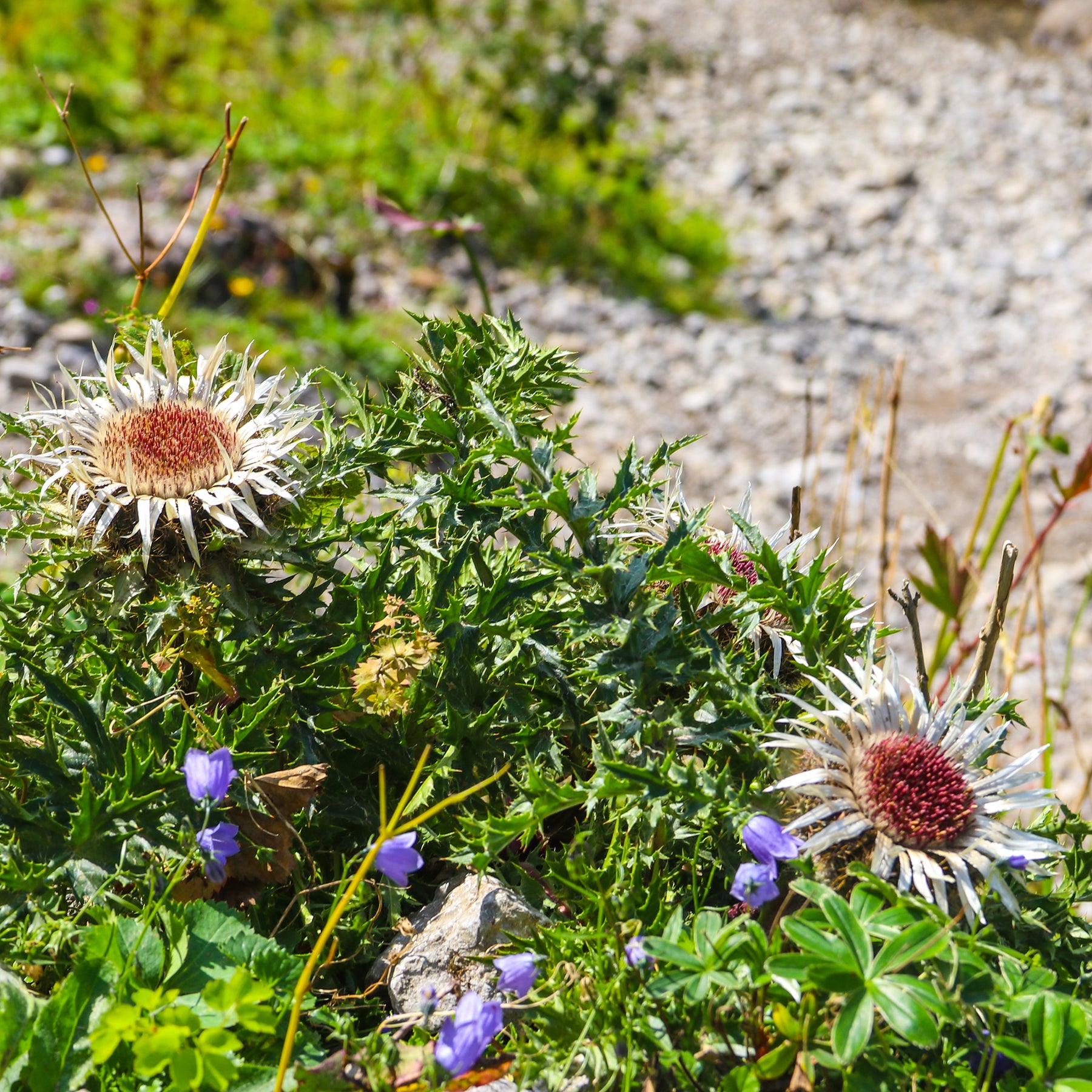 Silberdistel