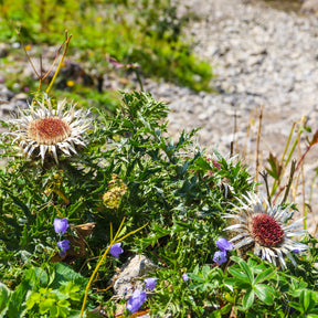 Silberdistel