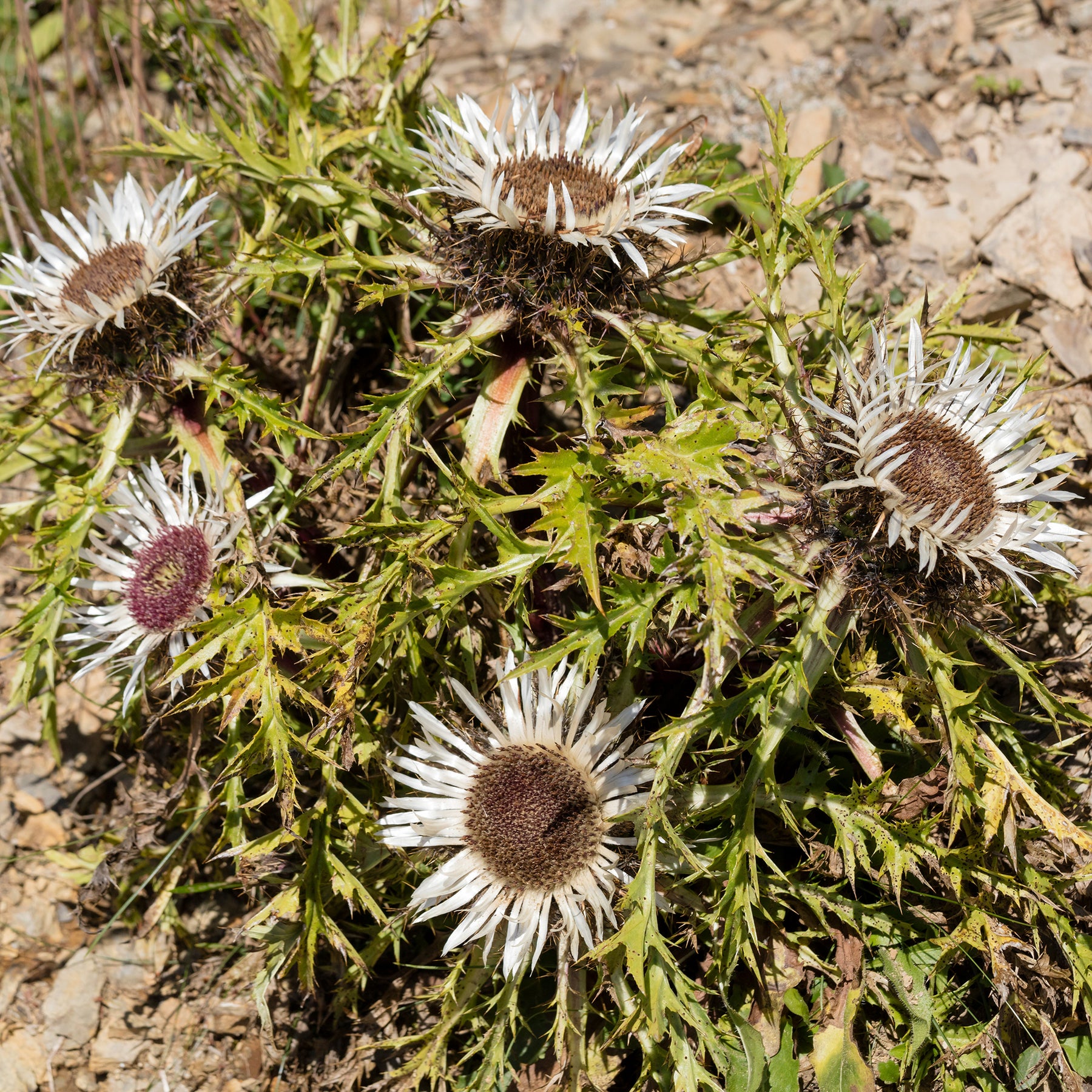 Silberdistel