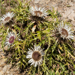 Silberdistel