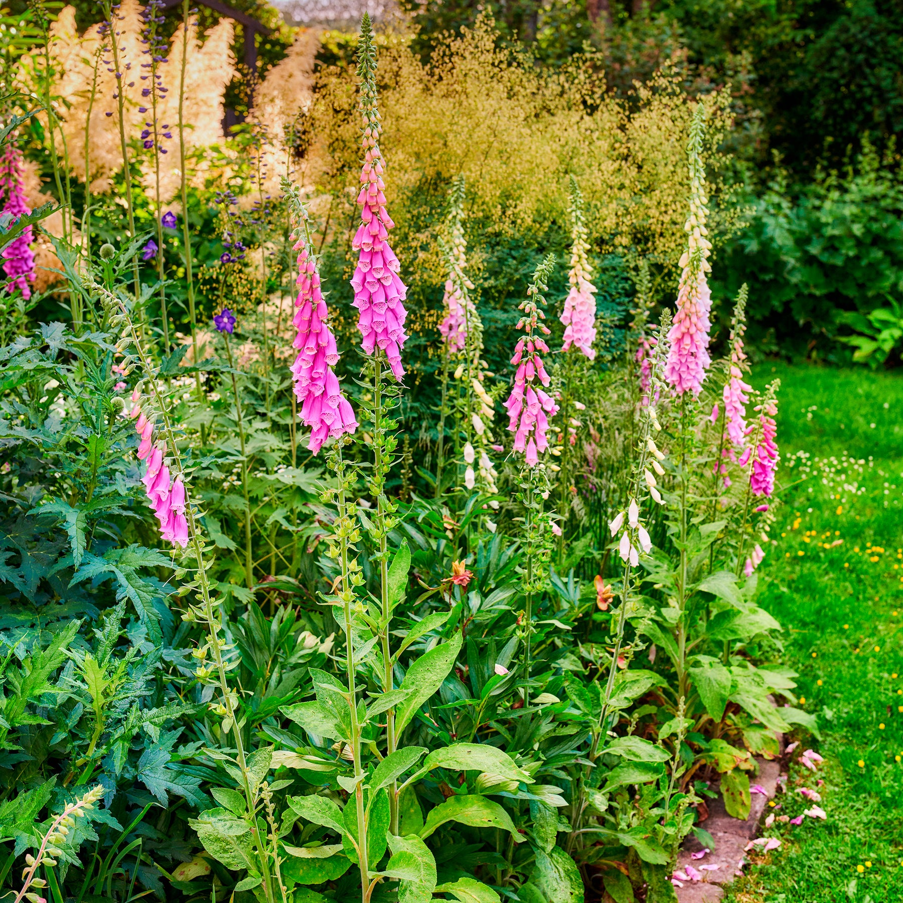 Roter Fingerhut - Digitalis purpurea - Willemse