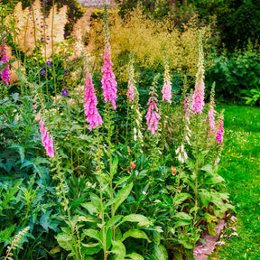 Roter Fingerhut - Digitalis purpurea - Willemse
