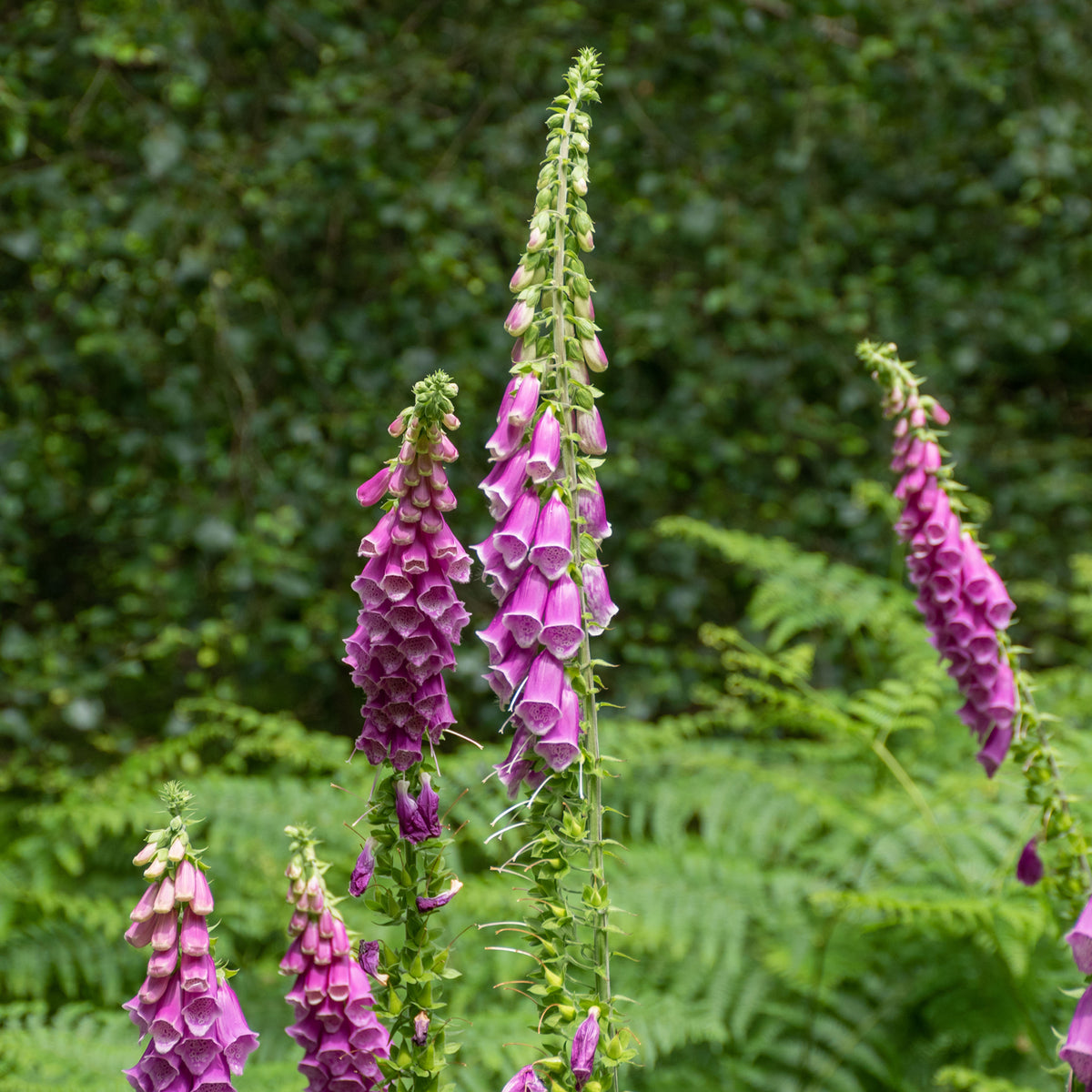 Roter Fingerhut - Willemse