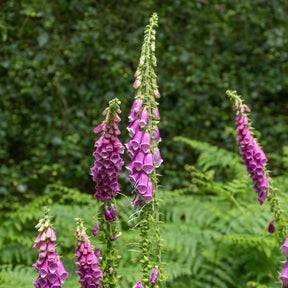 Roter Fingerhut - Willemse