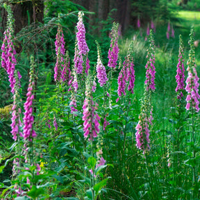 Digitalis purpurea - Roter Fingerhut - Nektarspendende Pflanzen