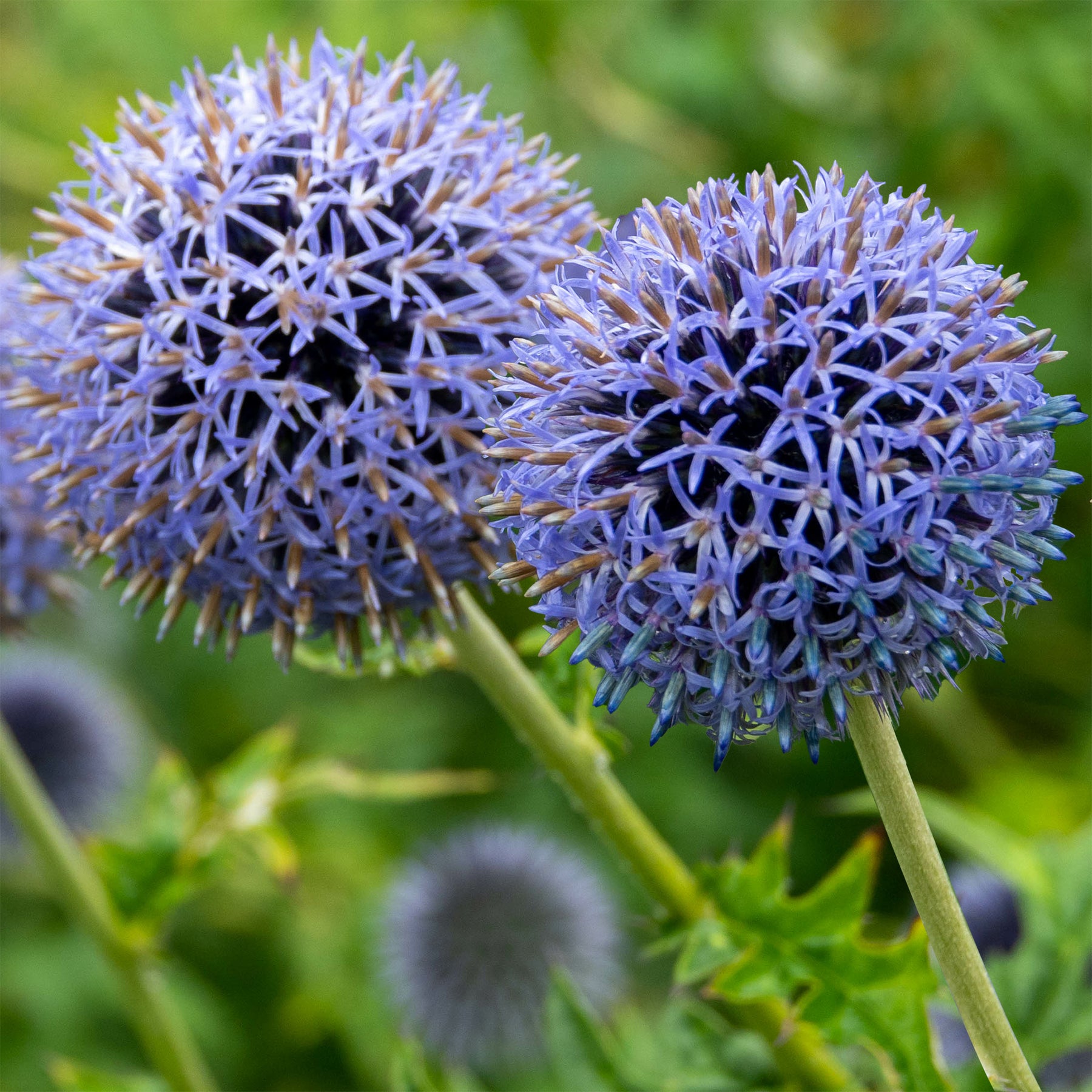Echinops bannaticus blue globe - Kugeldistel Blue Globe - Stauden