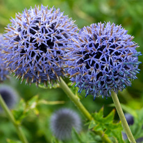 Echinops bannaticus blue globe - Kugeldistel Blue Globe - Stauden