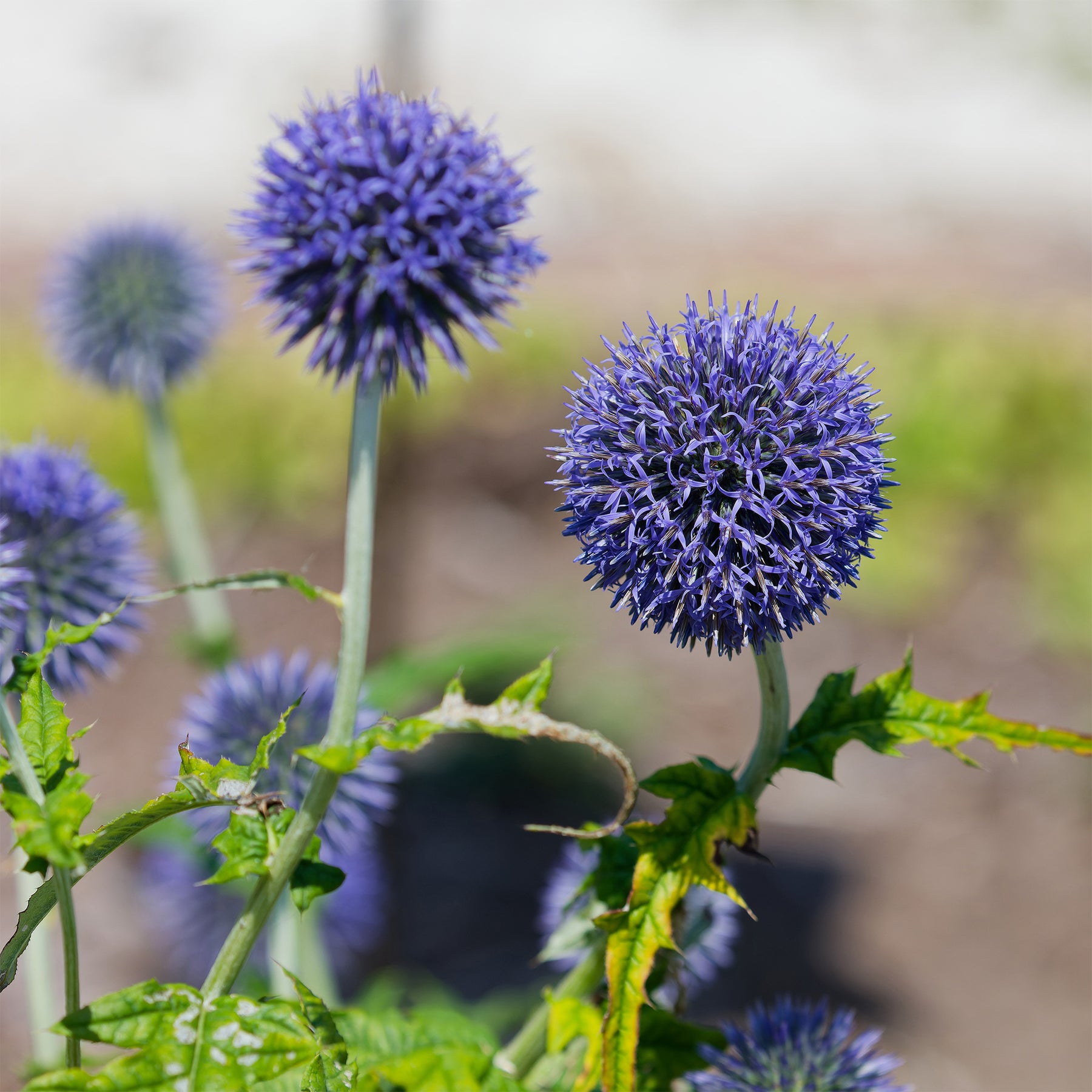 Kugeldistel Blue Globe - Willemse