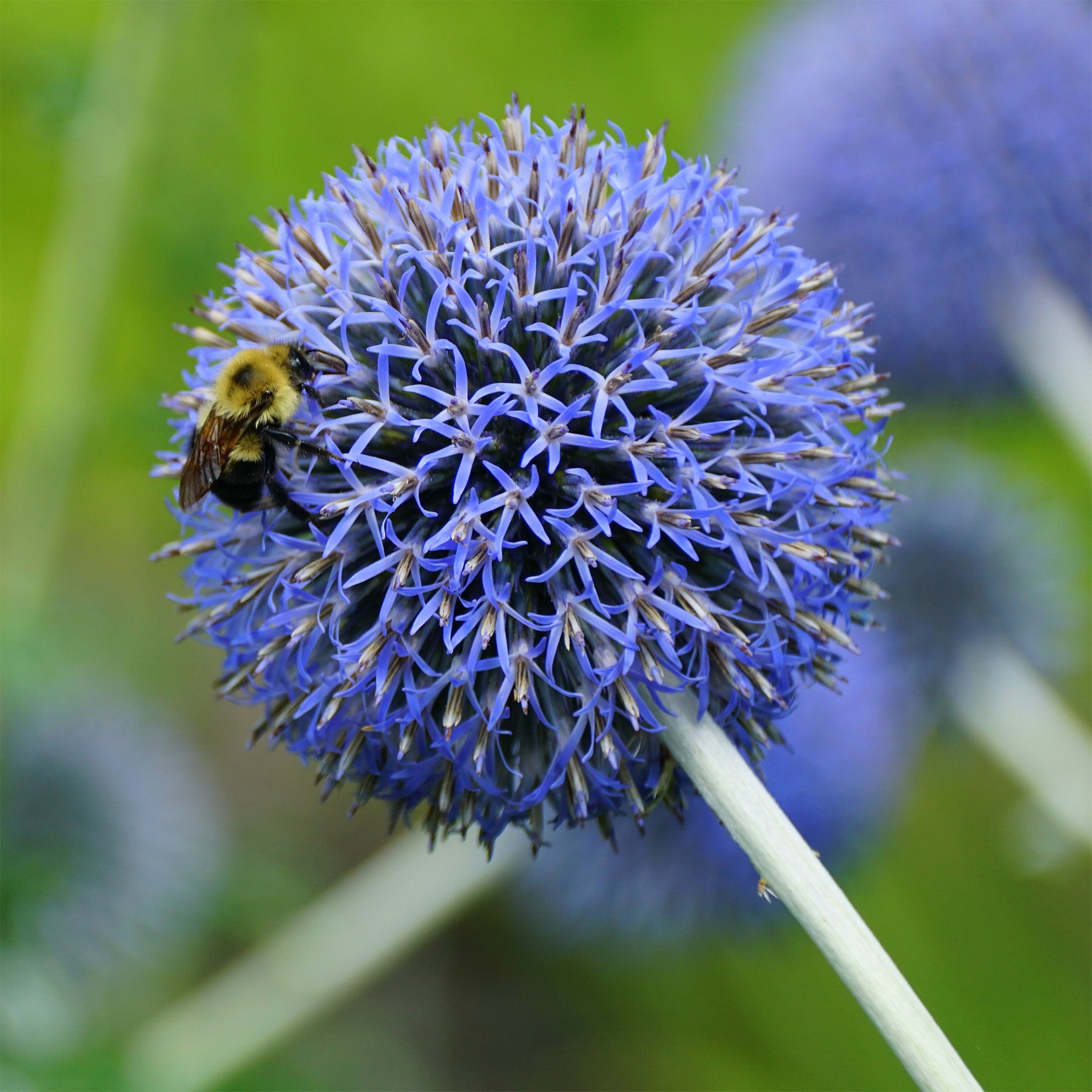 Kugeldistel Blue Globe - Echinops bannaticus blue globe - Willemse