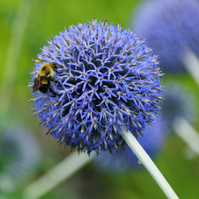 Kugeldistel Blue Globe - Echinops bannaticus blue globe - Willemse