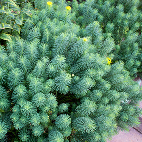 Euphorbia cyparissias - Zypressen-Wolfsmilch - Wolfsmilch  