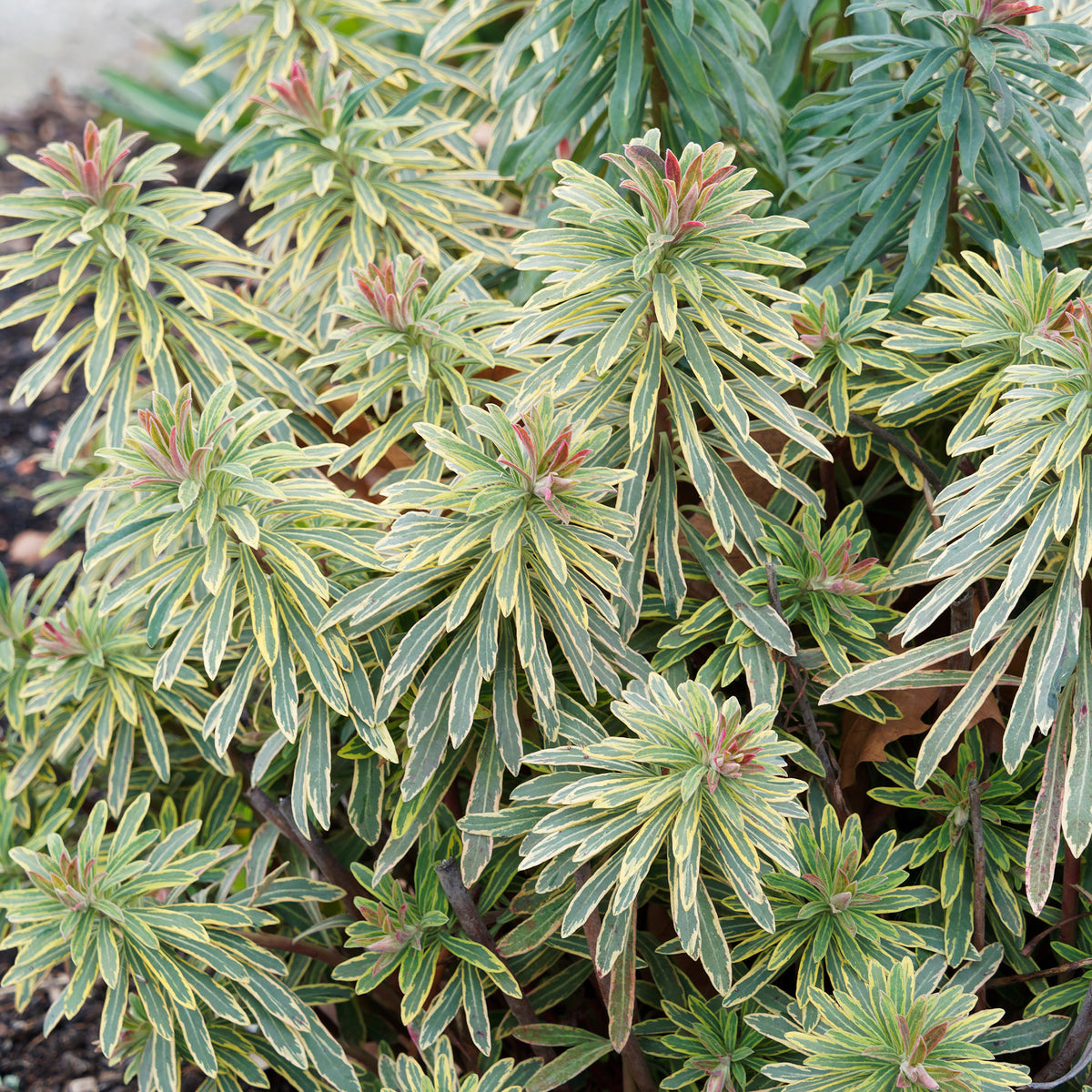 Wolfsmilch   - Garten-Wolfsmilch 'Ascot Rainbow' - Euphorbia ascot rainbow