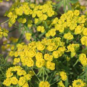 Ruten-Wolfsmilch Betten - Euphorbia waldsteinii betten - Willemse