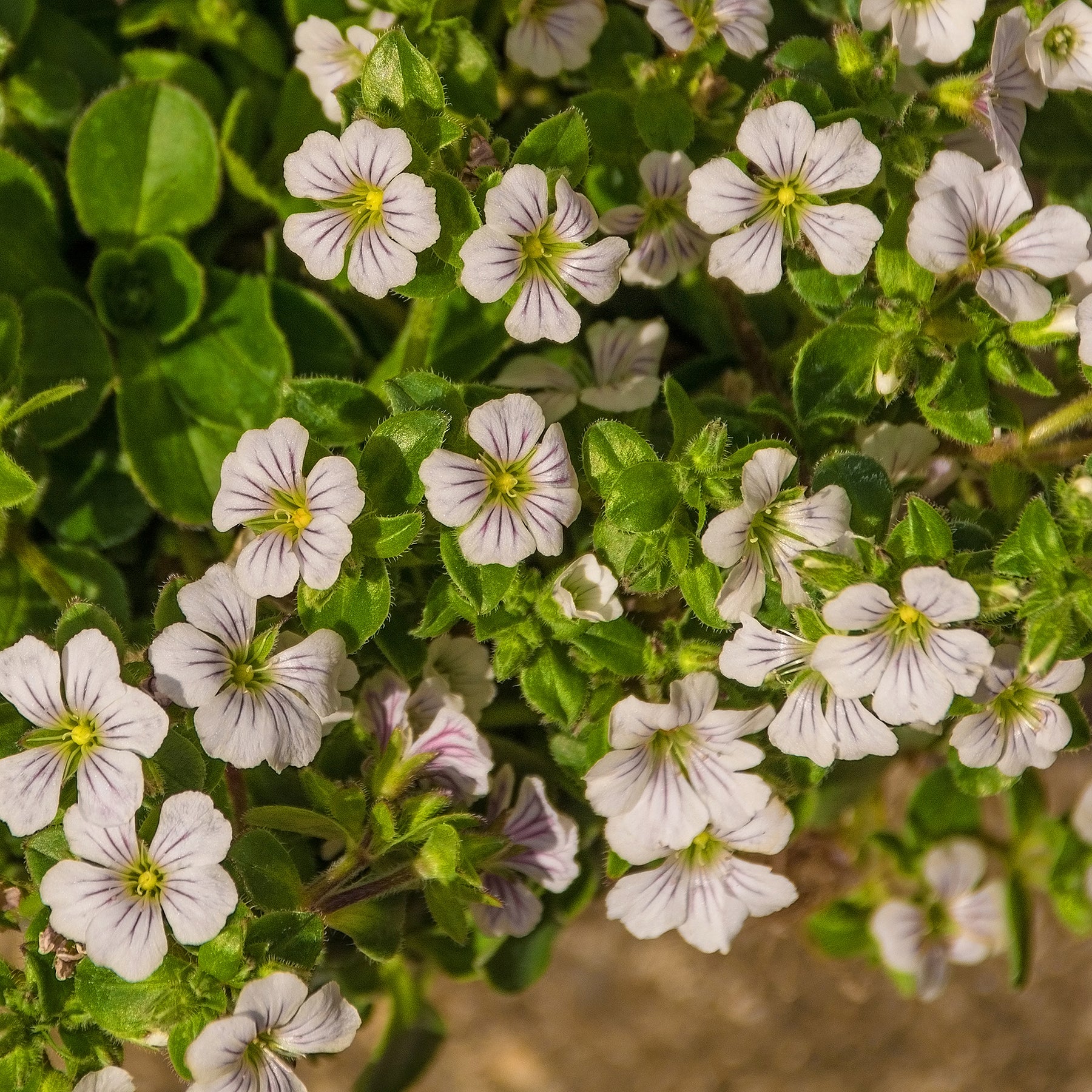 Gypsophila cerastioides - Himalaya-Schleierkraut - Gypsophila
