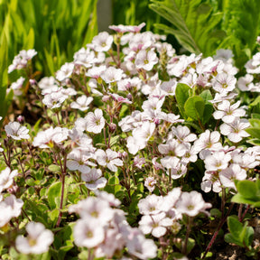 Himalaya-Schleierkraut