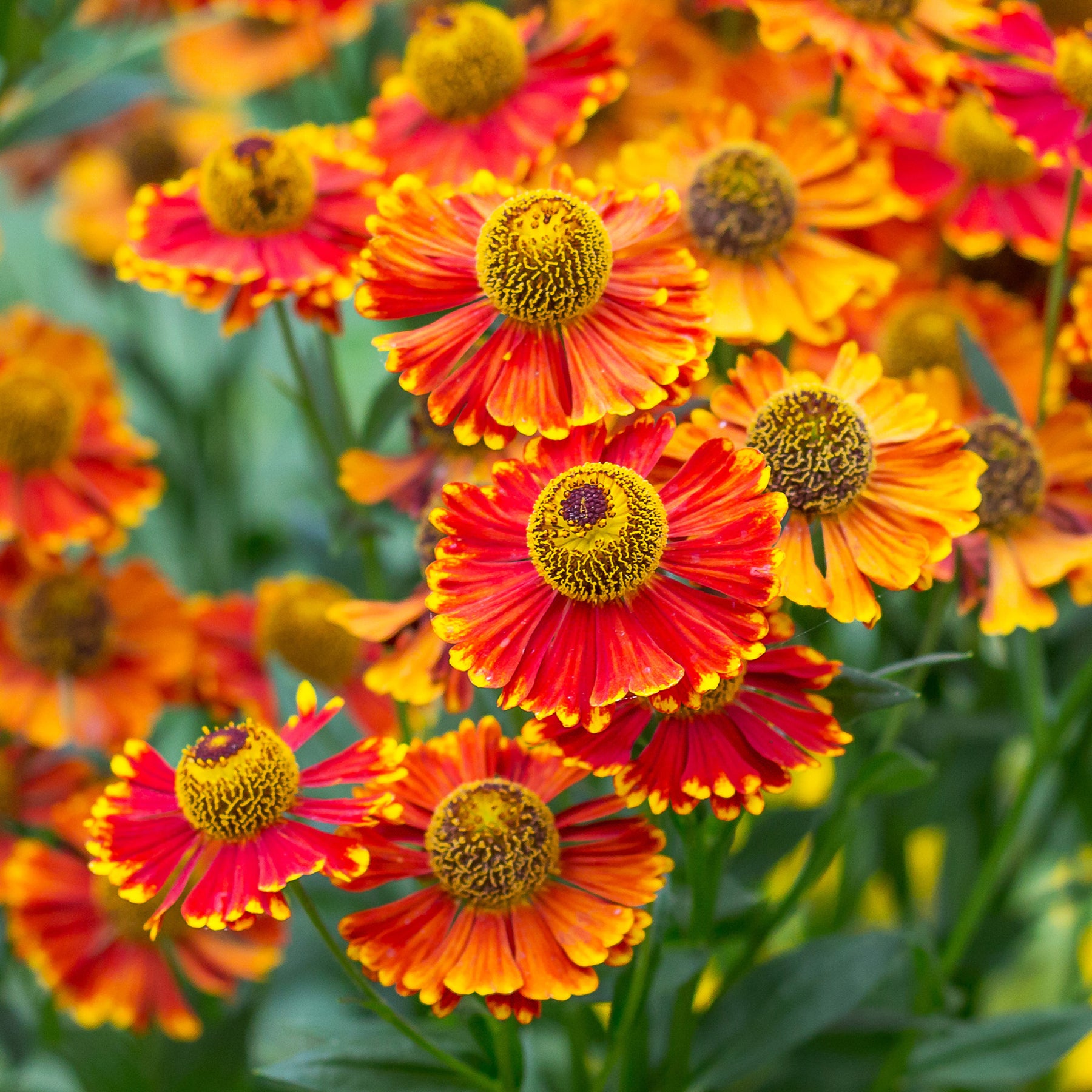 Sonnenbraut 'Poncho' - Helenium poncho - Willemse