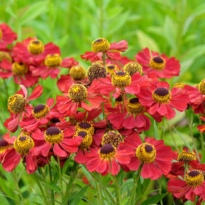 Sonnenbraut 'Red Jewel' - Willemse