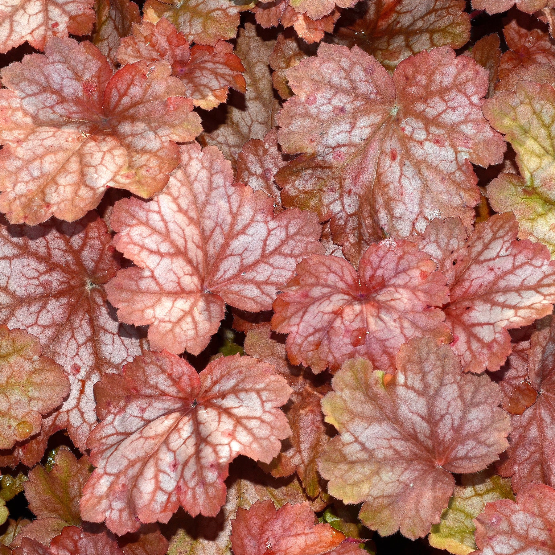 Purpurglöckchen Georgia Peach - Heuchera georgia peach - Willemse