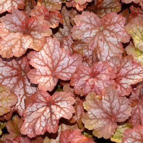 Purpurglöckchen Georgia Peach - Heuchera georgia peach - Willemse