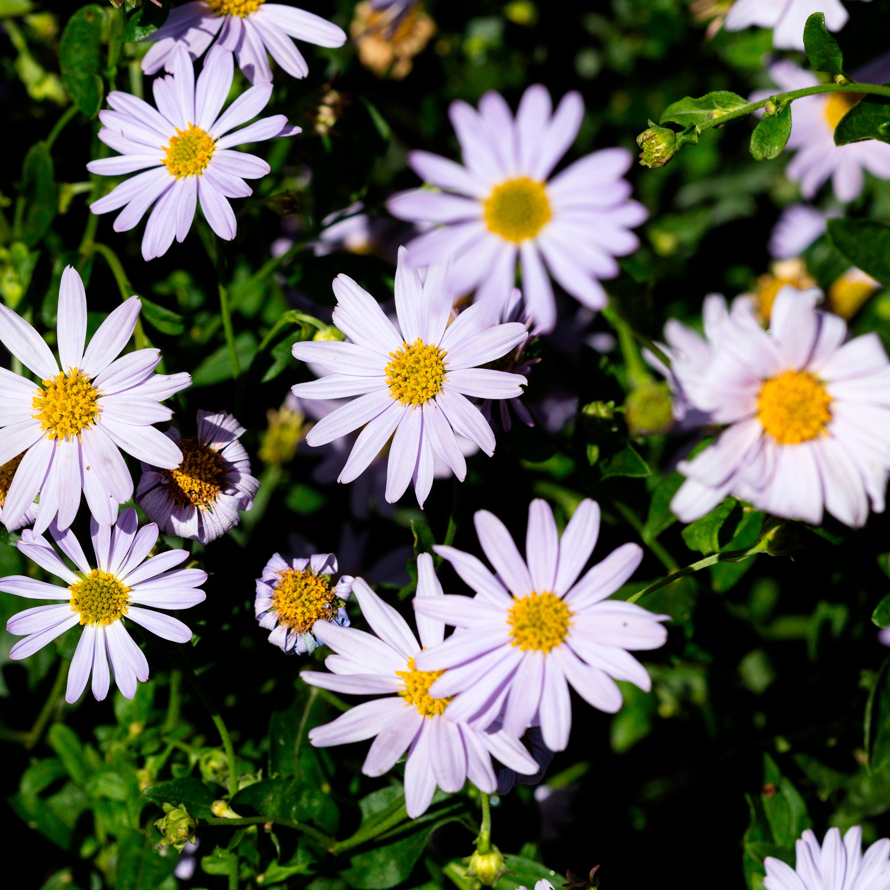 Schönaster - Kalimeris incisa - Willemse