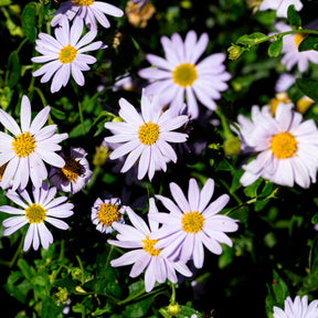 Schönaster - Kalimeris incisa - Willemse