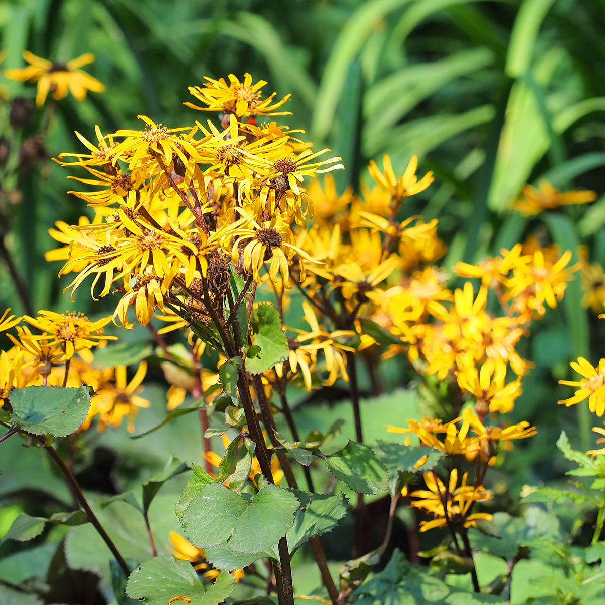 Stern-Goldkolben - Ligularia dentata - Willemse