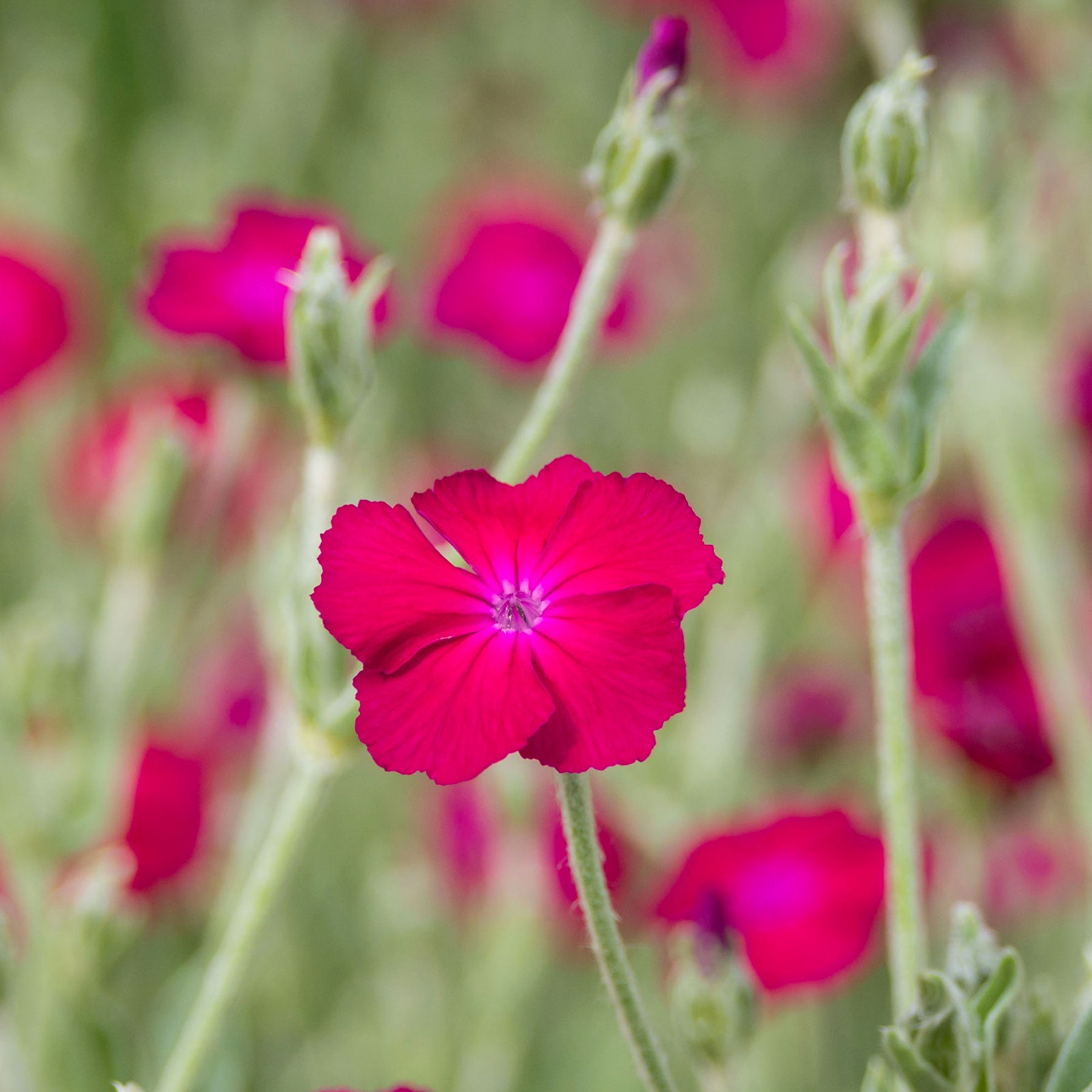 Vexiernelke 'Atrosanguinea' - Willemse