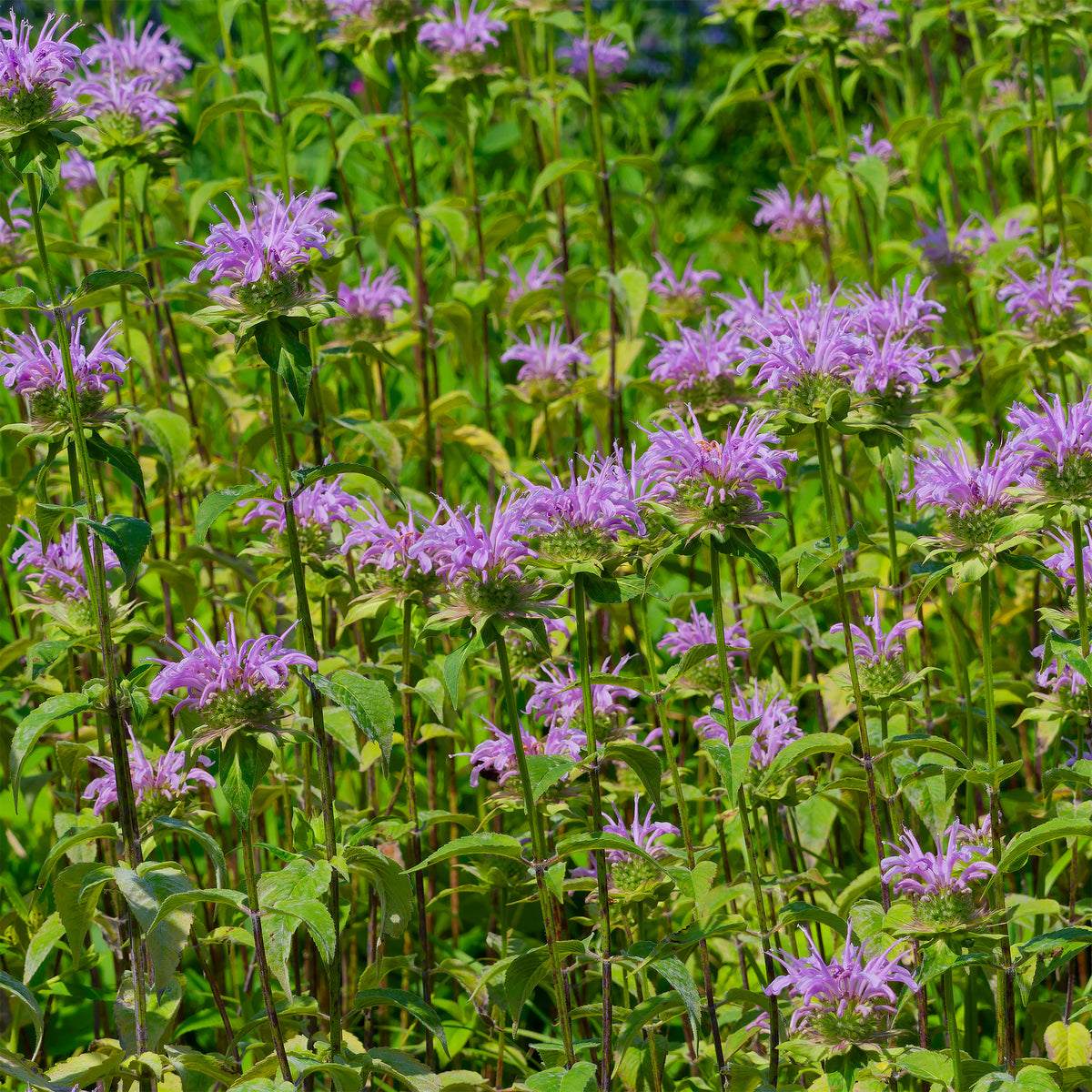 Minzblatt-Bergamotte - Monarda fistulosa ssp menthifolia - Willemse