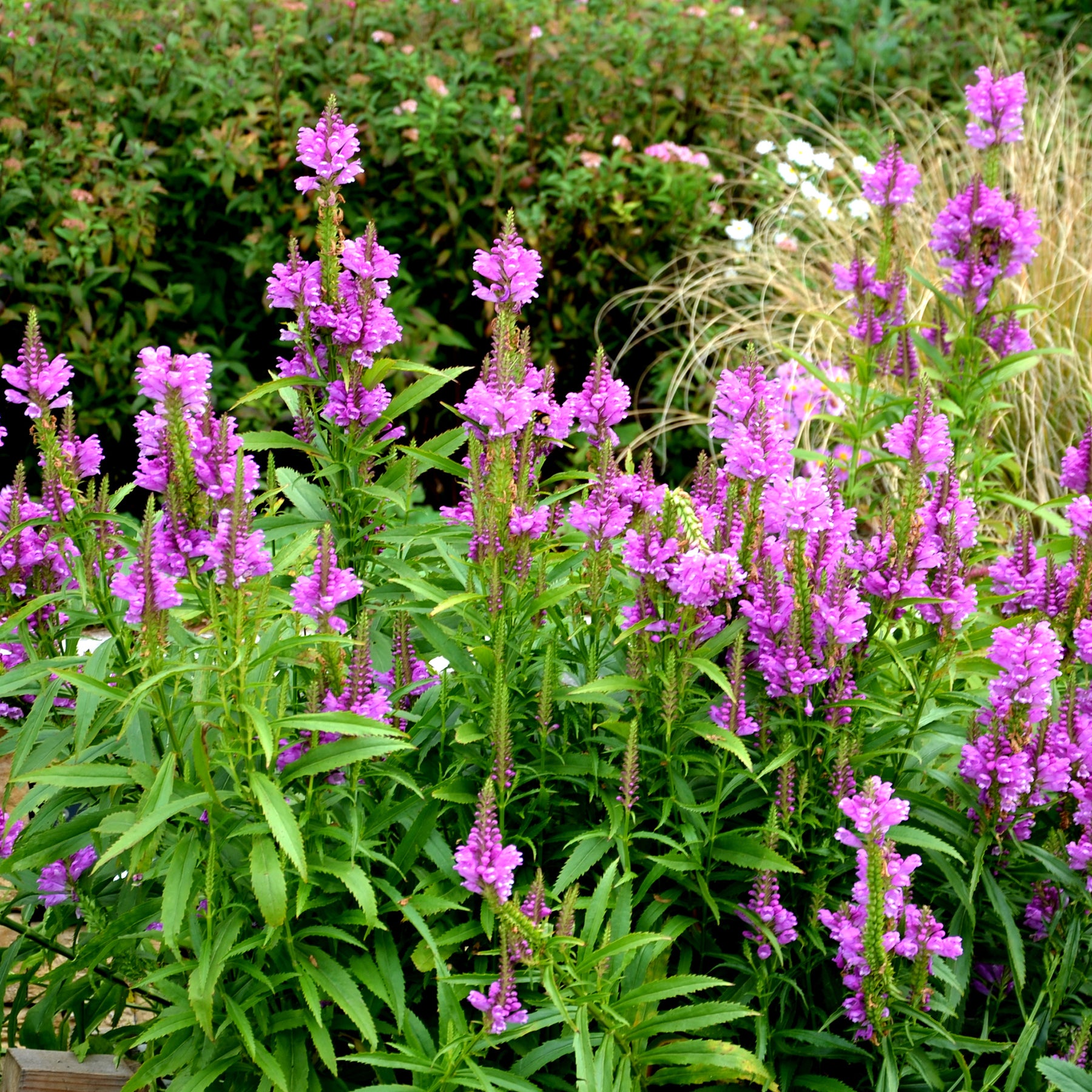Gelenkblume Vivid - Willemse
