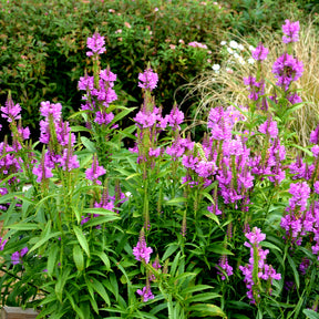 Gelenkblume Vivid - Willemse