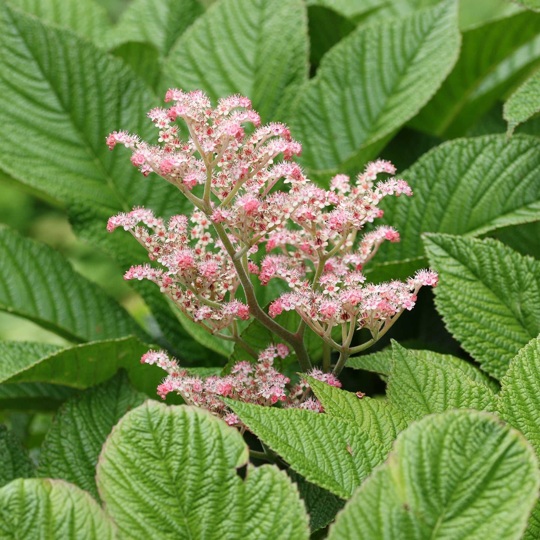 Henry-Schaublatt - Rodgersia henrici - Willemse