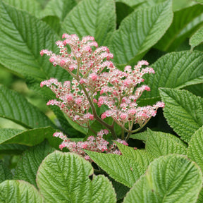 Henry-Schaublatt - Rodgersia henrici - Willemse