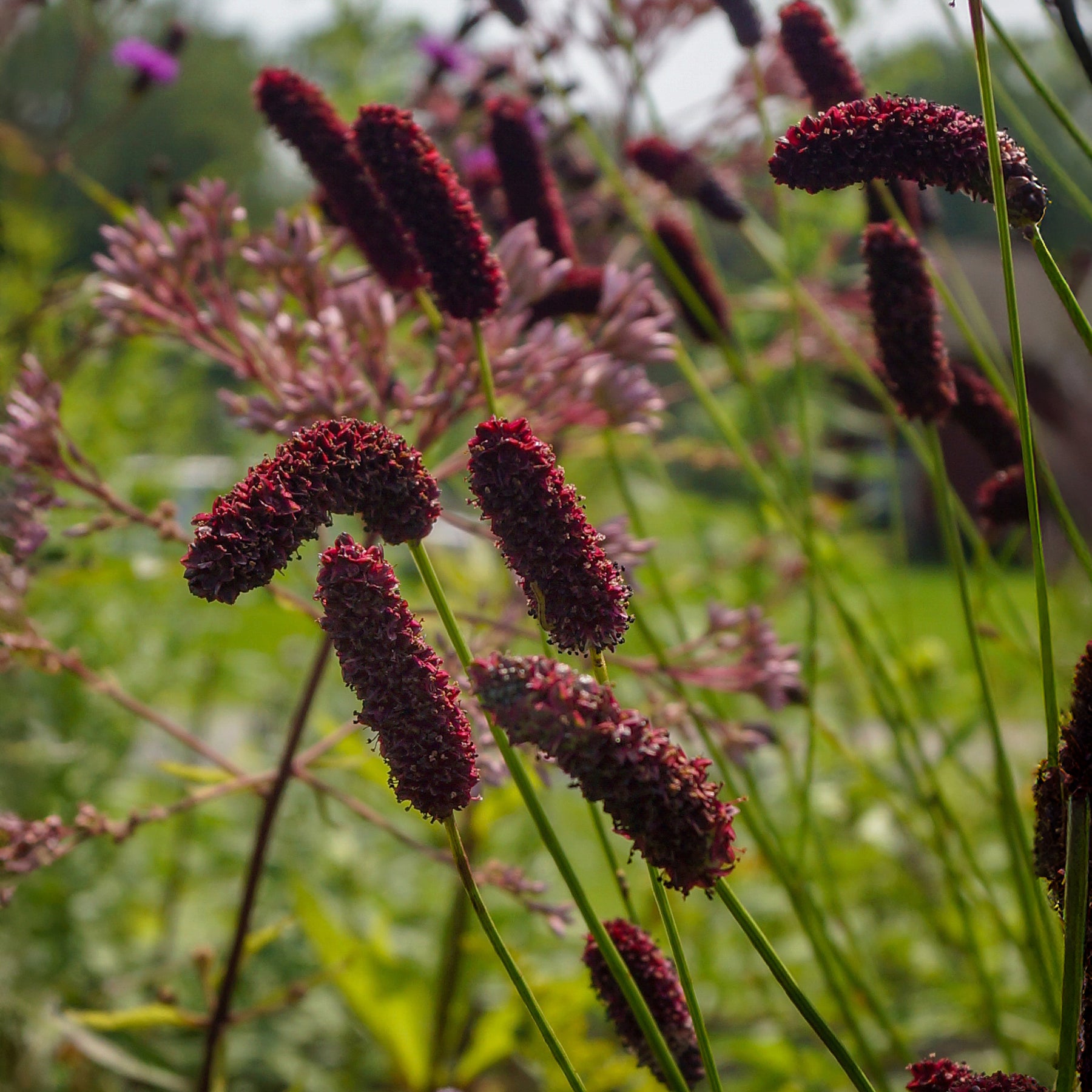 Wiesenknopf - Purpurfarbener Hoher Wiesenknopf - Sanguisorba tenuifolia Purpurea