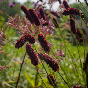 Wiesenknopf - Purpurfarbener Hoher Wiesenknopf - Sanguisorba tenuifolia Purpurea