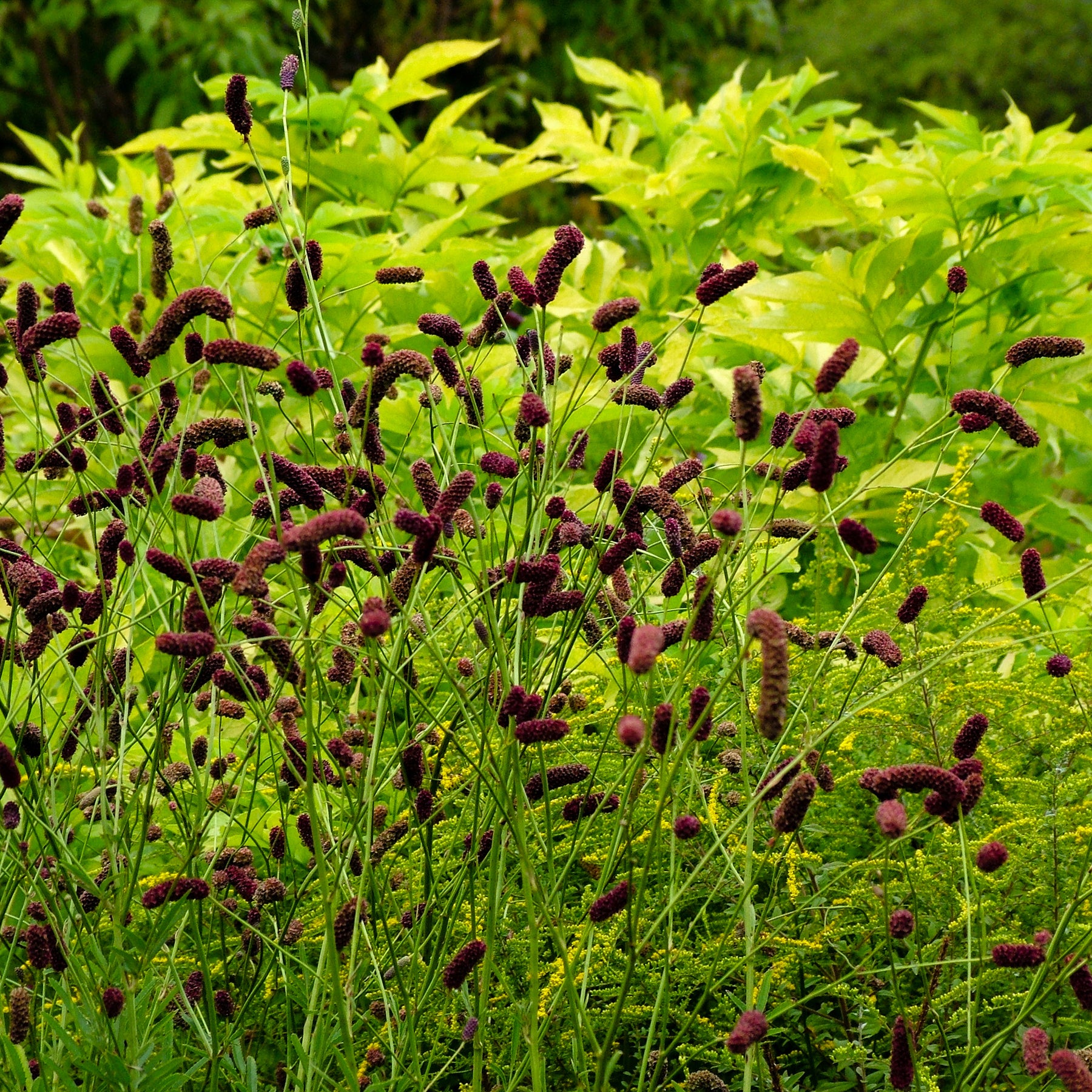 Purpurfarbener Hoher Wiesenknopf - Sanguisorba tenuifolia Purpurea - Willemse