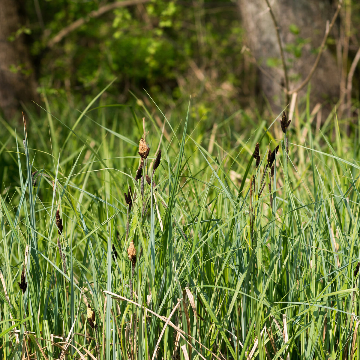 Sumpf-Segge - Willemse