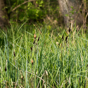 Sumpf-Segge - Willemse