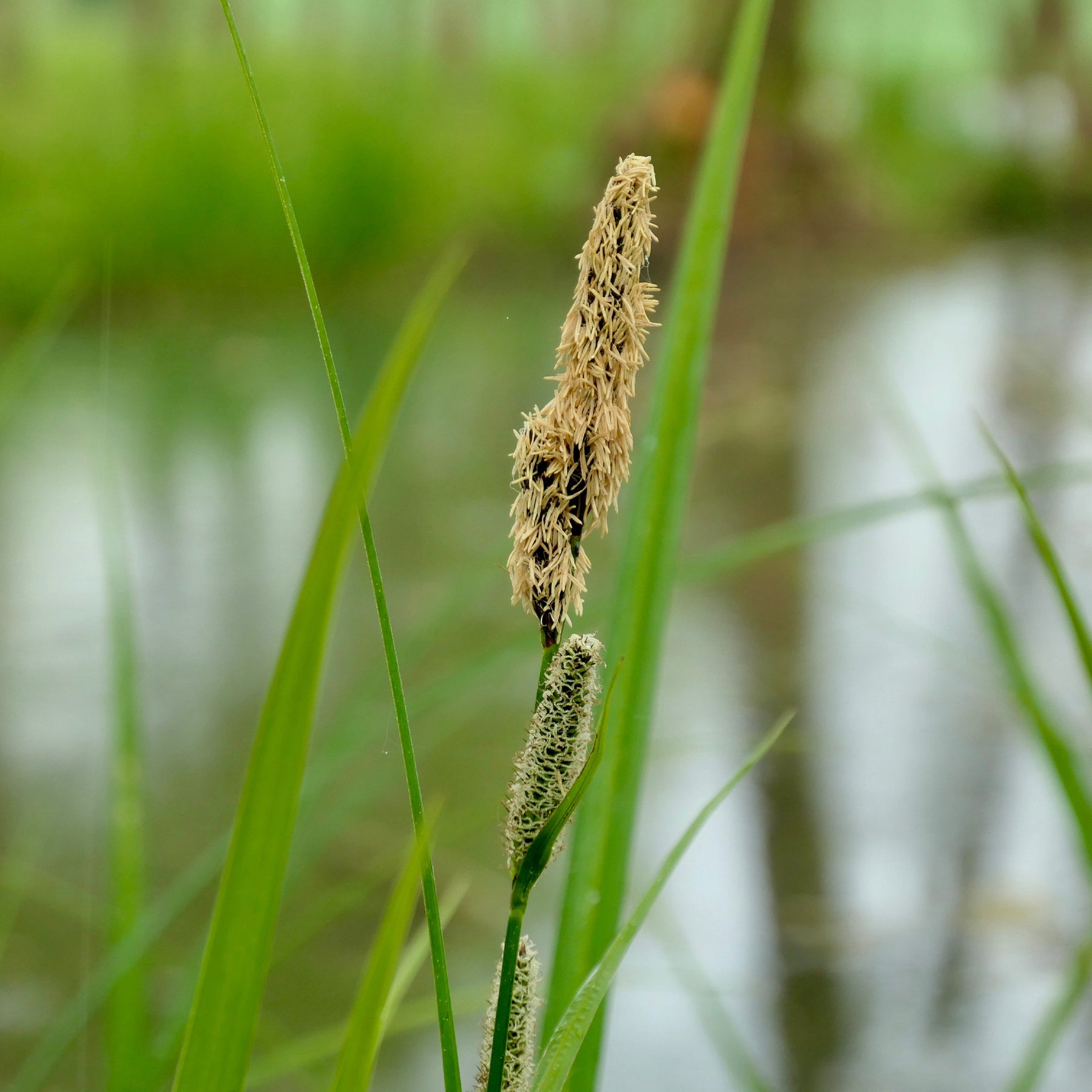 Carex acutiformis - Sumpf-Segge - Carex