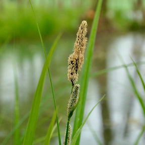 Carex acutiformis - Sumpf-Segge - Carex